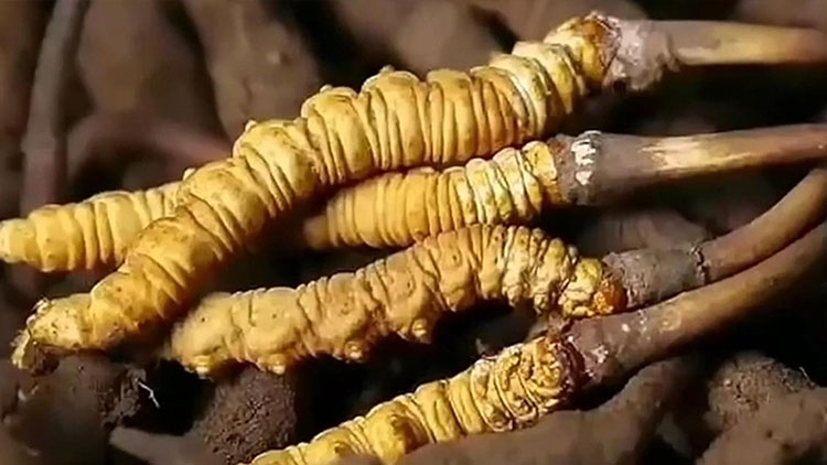  那曲蟲草市場亂象揭秘：如何避免買到假貨？