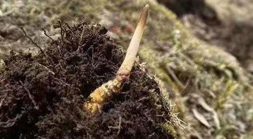  <a href=http://m.aikitbox.com/xinxian/ target=_blank class=infotextkey>鮮冬蟲(chóng)夏草</a>的多樣食用方法