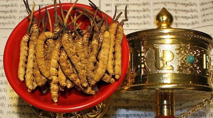 <a href=http://m.aikitbox.com/ target=_blank class=infotextkey>那曲<a href=http://m.aikitbox.com/ target=_blank class=infotextkey>冬蟲(chóng)夏草</a></a>的有哪些藥用價(jià)值