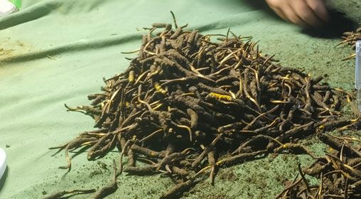 <a href=http://m.aikitbox.com/xinxian/ target=_blank class=infotextkey>鮮冬蟲夏草</a>的正確食用方法指南