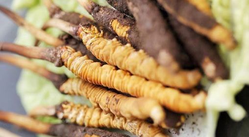 <a href=http://m.aikitbox.com/xinxian/ target=_blank class=infotextkey>鮮冬蟲夏草</a>功效與食用方法詳解