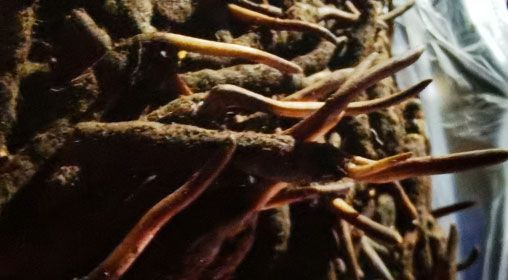 <a href=http://m.aikitbox.com/xinxian/ target=_blank class=infotextkey>新<a href=http://m.aikitbox.com/xinxian/ target=_blank class=infotextkey>鮮冬蟲夏草</a></a>的多種食用方法