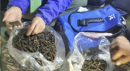 新鮮那曲蟲草多少錢一根？揭秘冬蟲夏草的價格密碼