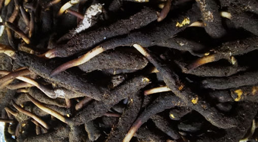 新鮮冬蟲(chóng)夏草怎么吃