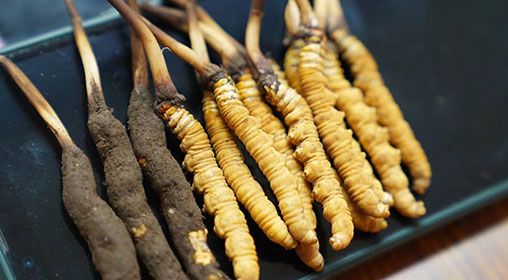 新鮮<a href=http://m.aikitbox.com/jiage/ target=_blank class=infotextkey>冬蟲夏草價格</a>查詢