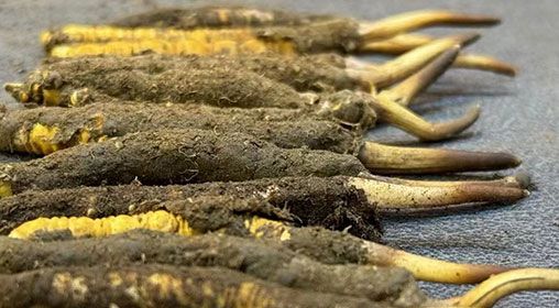 冬蟲(chóng)夏草新鮮的怎么吃  