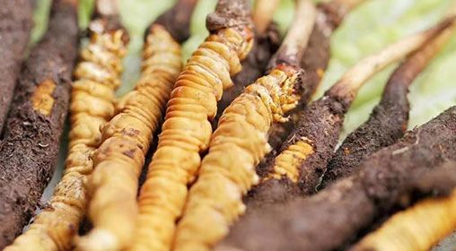 <a href=http://m.aikitbox.com/xinxian/ target=_blank class=infotextkey>新<a href=http://m.aikitbox.com/xinxian/ target=_blank class=infotextkey>鮮冬蟲夏草</a></a>怎么洗 