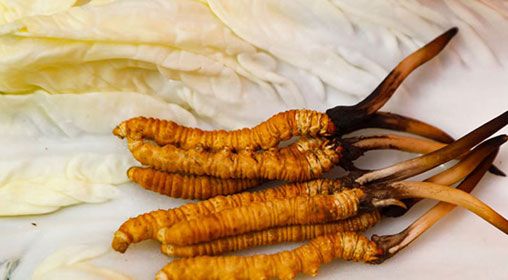 那曲雪域<a href=http://m.aikitbox.com/xinxian/ target=_blank class=infotextkey>新<a href=http://m.aikitbox.com/xinxian/ target=_blank class=infotextkey>鮮冬蟲夏草</a></a>