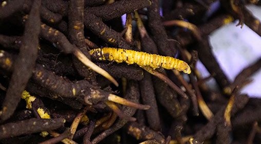 新鮮冬蟲夏草的口感探索