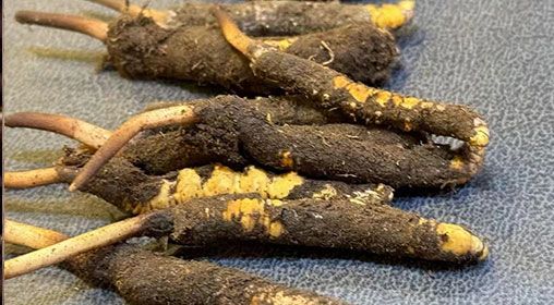 新鮮冬蟲(chóng)夏草壞了：原因、識(shí)別與應(yīng)對(duì)策略