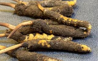 新鮮冬蟲夏草壞了：原因、識(shí)別與應(yīng)對(duì)策略