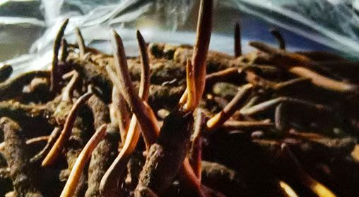 <a href=http://m.aikitbox.com/xinxian/ target=_blank class=infotextkey>新<a href=http://m.aikitbox.com/xinxian/ target=_blank class=infotextkey>鮮冬蟲夏草</a></a>排骨湯  