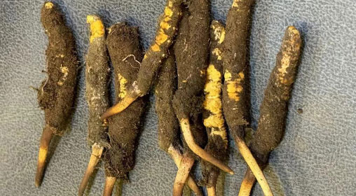 新鮮冬蟲(chóng)夏草斷草能用嗎