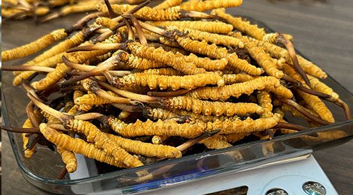 新鮮冬蟲夏草的營(yíng)養(yǎng)成分 