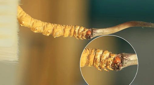 冬蟲夏草新鮮好嗎？