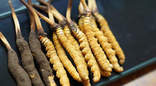 魚翅與<a href=http://m.aikitbox.com/xinxian/ target=_blank class=infotextkey>新<a href=http://m.aikitbox.com/xinxian/ target=_blank class=infotextkey>鮮冬蟲夏草</a></a>