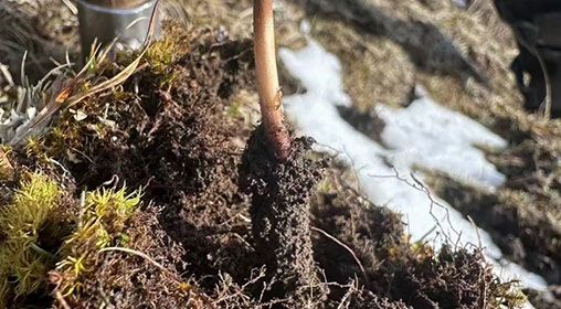 <a href=http://m.aikitbox.com/xinxian/ target=_blank class=infotextkey>新<a href=http://m.aikitbox.com/xinxian/ target=_blank class=infotextkey>鮮冬蟲夏草</a></a>存放