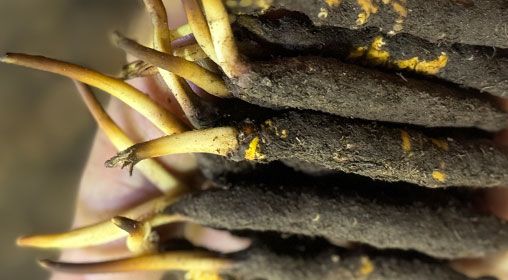 <a href=http://m.aikitbox.com/xinxian/ target=_blank class=infotextkey>新<a href=http://m.aikitbox.com/xinxian/ target=_blank class=infotextkey>鮮冬蟲夏草</a></a>晾曬 