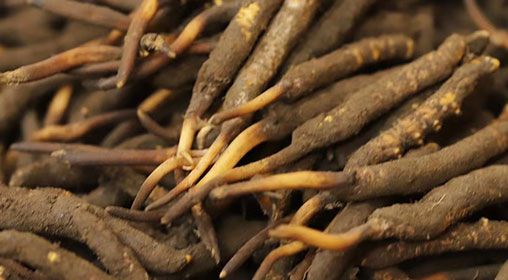 <a href=http://m.aikitbox.com/xinxian/ target=_blank class=infotextkey>新<a href=http://m.aikitbox.com/xinxian/ target=_blank class=infotextkey>鮮冬蟲夏草</a></a>品質(zhì)