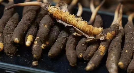 <a href=http://m.aikitbox.com/xinxian/ target=_blank class=infotextkey>新<a href=http://m.aikitbox.com/xinxian/ target=_blank class=infotextkey>鮮冬蟲夏草</a></a>發(fā)貨 