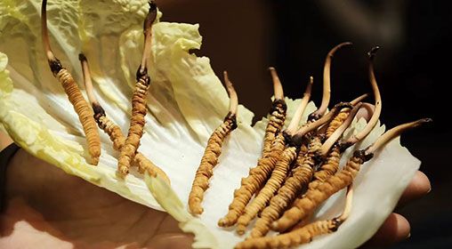 冷藏<a href=http://m.aikitbox.com/xinxian/ target=_blank class=infotextkey>新<a href=http://m.aikitbox.com/xinxian/ target=_blank class=infotextkey>鮮冬蟲夏草</a></a>   