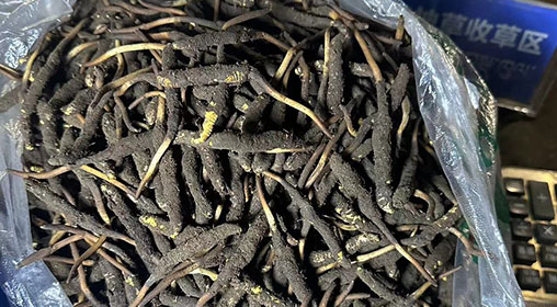新鮮冬蟲(chóng)夏草出售