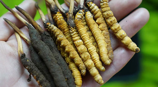 新鮮冬蟲夏草服用方法