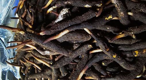 <a href=http://m.aikitbox.com/xinxian/ target=_blank class=infotextkey>新<a href=http://m.aikitbox.com/xinxian/ target=_blank class=infotextkey>鮮冬蟲夏草</a></a>產地