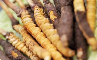 如何鑒別真假蟲(chóng)草？教你幾招！