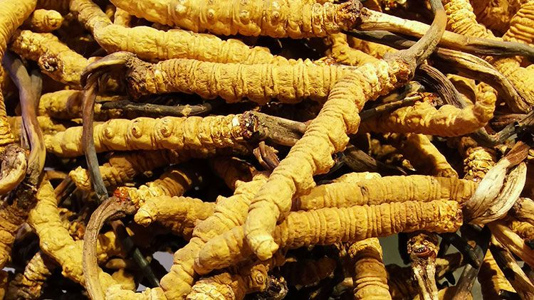 冬蟲夏草是什么味道？揭秘“軟黃金”的獨(dú)特風(fēng)味