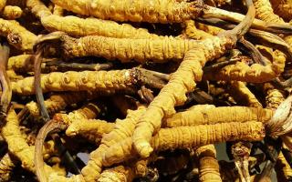 冬蟲夏草是什么味道？揭秘“軟黃金”的獨(dú)特風(fēng)味