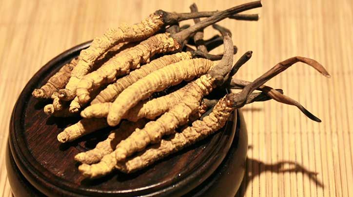 冬蟲夏草的價格一克：為何如此昂貴？