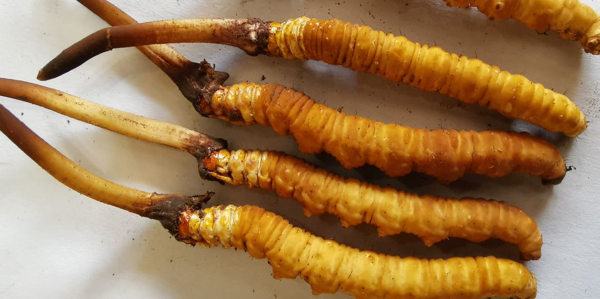 冬蟲夏草泡酒最佳配方：滋補(bǔ)養(yǎng)生，強(qiáng)身健體