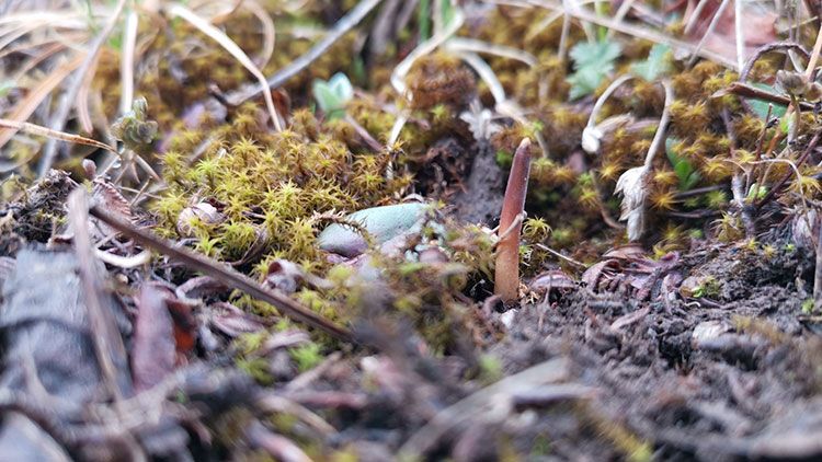 冬蟲夏草頭期干貨：黃金品質(zhì)的奧秘