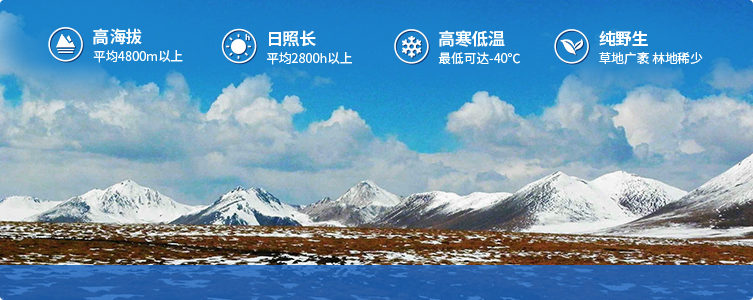 為什么說(shuō)西藏那曲的冬蟲(chóng)夏草，是品質(zhì)最好的蟲(chóng)草！