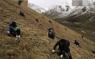 野生冬蟲(chóng)夏草一斤多少錢(qián)？