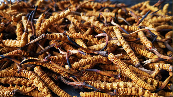 <a href=http://m.aikitbox.com/xinxian/ target=_blank class=infotextkey>新<a href=http://m.aikitbox.com/xinxian/ target=_blank class=infotextkey>鮮冬蟲夏草</a></a>曬干全攻略：留住營養(yǎng)的科學(xué)方法