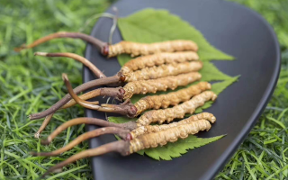 鮮冬蟲夏草價格揭秘：一根究竟值多少錢？