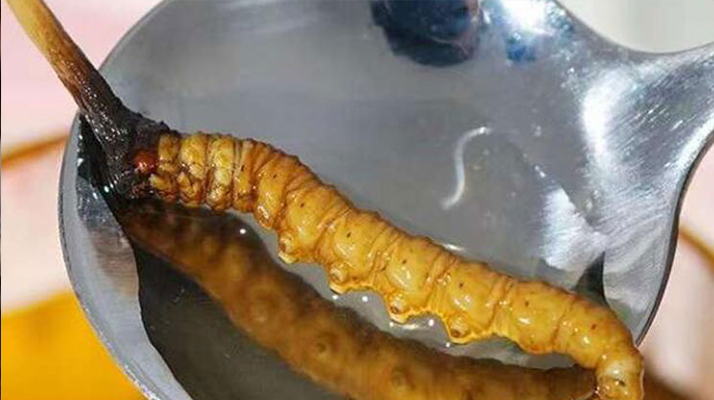 冬蟲夏草鮮草口感探秘：舌尖上的滋補風(fēng)味?