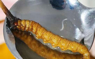 冬蟲夏草鮮草口感探秘：舌尖上的滋補風(fēng)味?