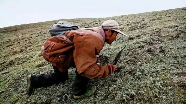 西藏冬蟲夏草最大產(chǎn)地：那曲，自然饋贈(zèng)的珍寶之地