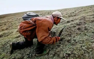 西藏冬蟲(chóng)夏草最大產(chǎn)地：那曲，自然饋贈(zèng)的珍寶之地