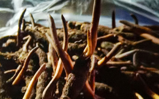 吃鮮的冬蟲夏草會(huì)上火嗎？一文說(shuō)清