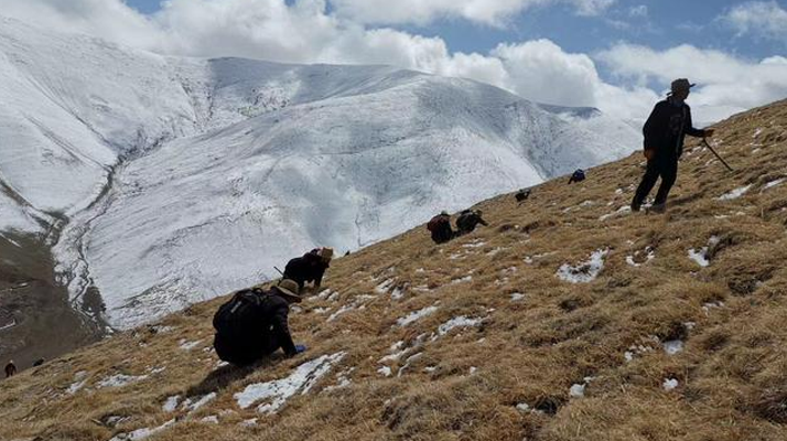 采挖新鮮冬蟲夏草合法嗎？