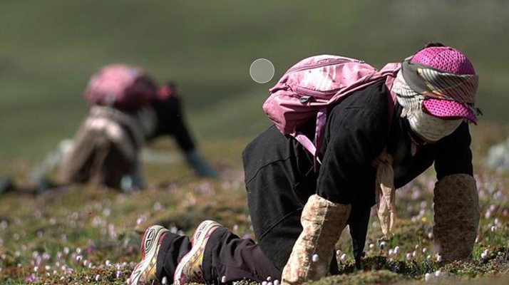 西藏<a href=http://m.aikitbox.com/xinxian/ target=_blank class=infotextkey>新<a href=http://m.aikitbox.com/xinxian/ target=_blank class=infotextkey>鮮冬蟲夏草</a></a>：雪域高原的神奇饋贈