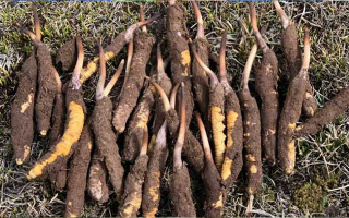 19歲能吃鮮冬蟲夏草嗎？