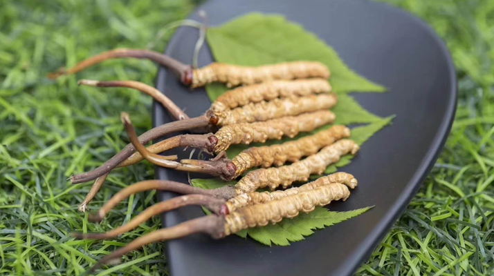 冬蟲夏草：當(dāng)“鮮”成為最好的滋補注腳