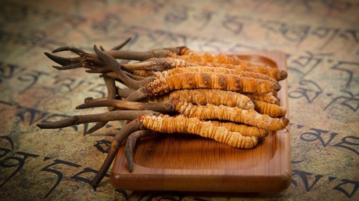冬蟲(chóng)夏草新鮮價(jià)格探秘：每克多少錢(qián)？