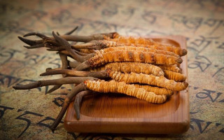 冬蟲(chóng)夏草新鮮價(jià)格探秘：每克多少錢(qián)？