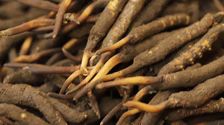 冬蟲夏草鮮草的“黃金幾個(gè)月”：大自然的生命密碼